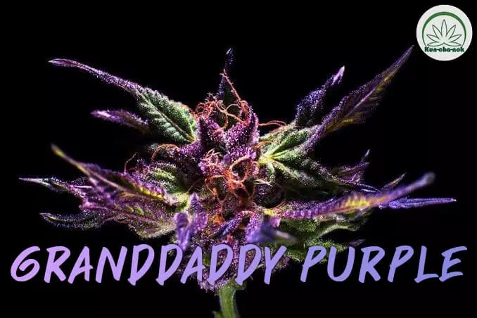 Granddaddy-Purple