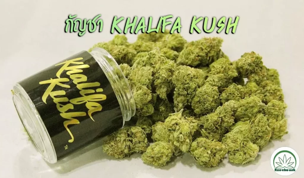 Khalifa-Kush