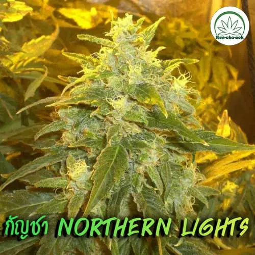 กัญชา-Northern-Lights
